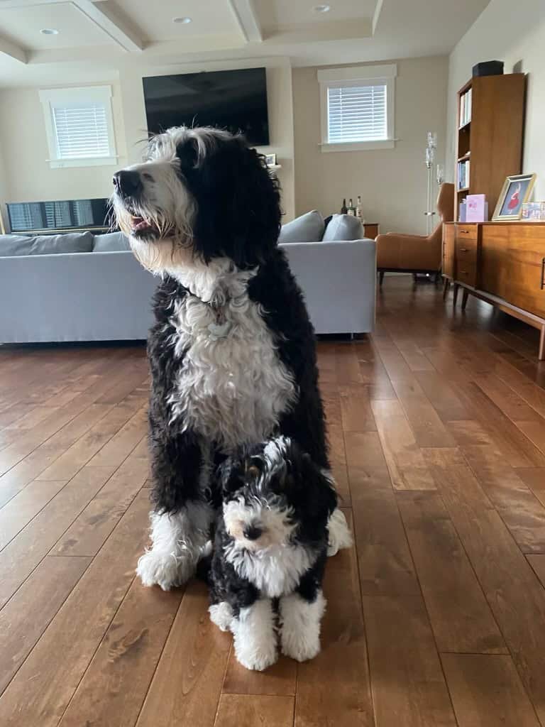 The Ultimate Guide To Full Grown Mini Bernedoodle